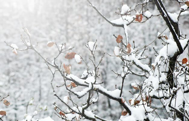 Un beau chocolat chaud en regardant la neige