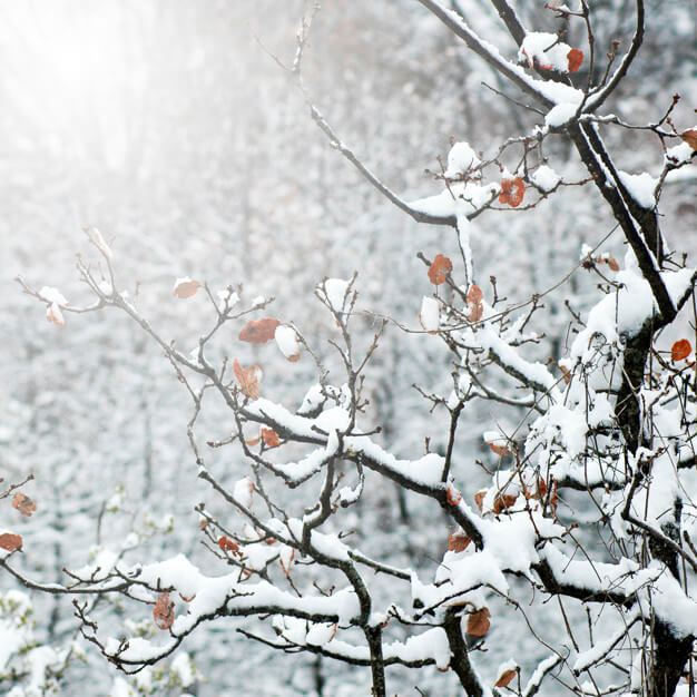 Un beau chocolat chaud en regardant la neige