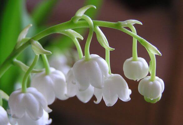 Le muguet du 1er mai