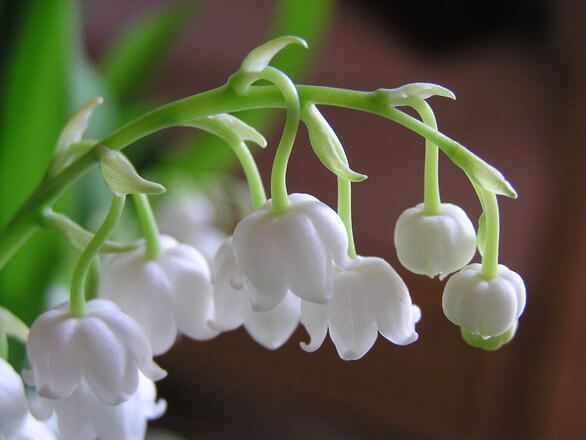 Le muguet du 1er mai